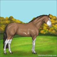 Horse Color:Bay Splash Frame 