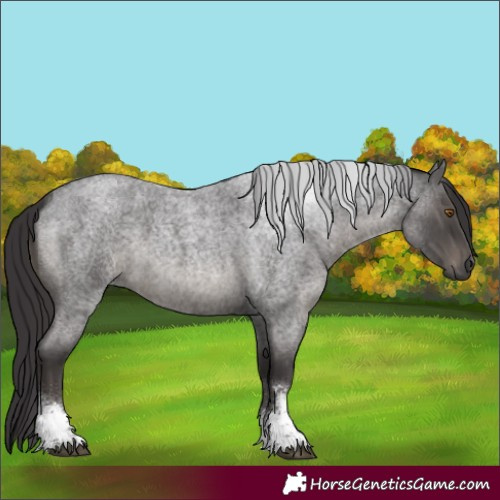 Horse Color:Smoky Blue Roan Sabino 