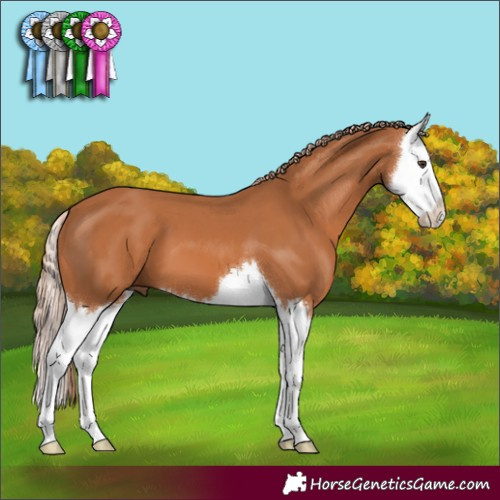 Horse Color:Chestnut Splash