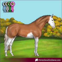 Horse Color:Chestnut Splash 