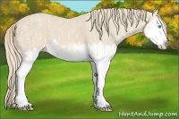 Horse Color:Perlino Splash  and Smoky Creme Splash 
