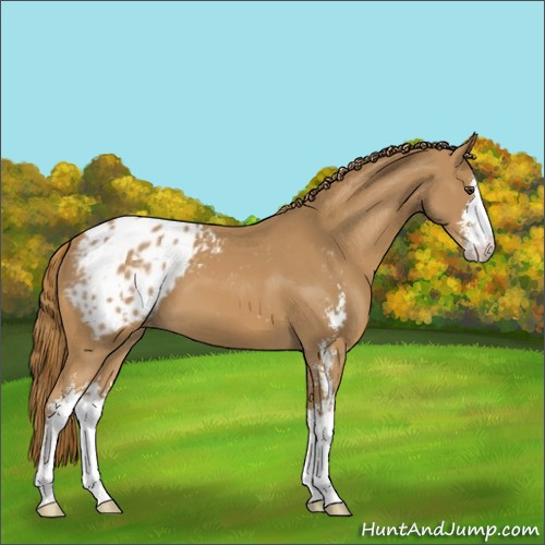 Horse Color:Chestnut Sabino Appaloosa 