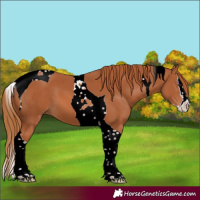 Horse Color:Chestnut Splash Tobiano