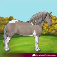 Horse Color:Silver Grullo Tobiano 