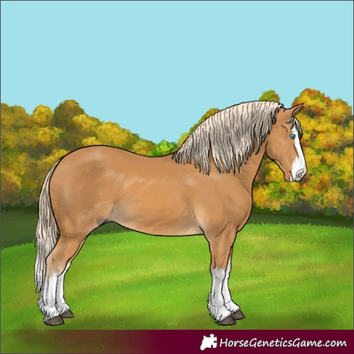 Horse Color:Palomino Splash 