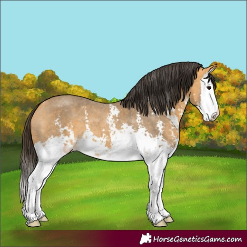 Horse Color:Buckskin Sabino Splash 