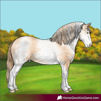 Horse Color:White Spotted Gold Champagne 