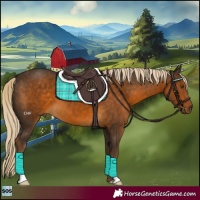 Horse Color:Chocolate Palomino 