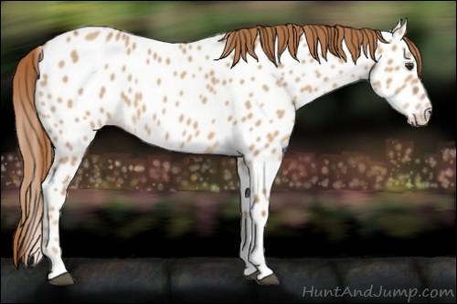 Horse Color:Red Dun Tobiano Appaloosa 
