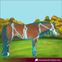 Horse Color:Thunderstruck Bay 