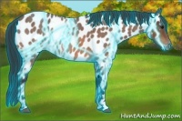 Horse Color:Thunderstruck Bay Roan Appaloosa