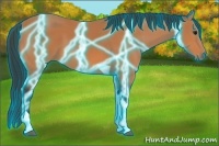 Horse Color:Thunderstruck Bay Tobiano