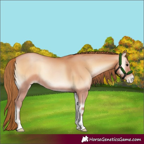 Horse Color:Bay Pearl Onyx 