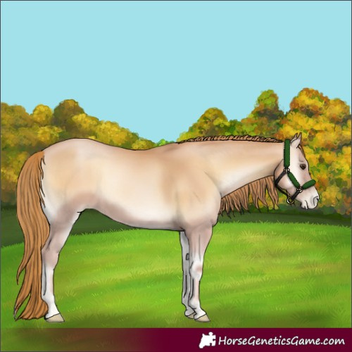 Horse Color:Red Onyx Pearl 