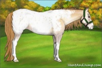 Horse Color:Red Onyx Pearl Appaloosa 