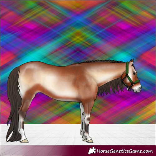 Horse Color:Bay Onyx 