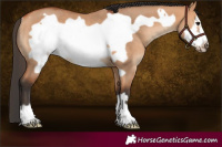 Horse Color:Bay Dun Frame Rabicano 