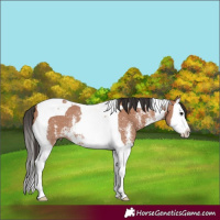 Horse Color:Bay Sabino Splash Tobiano Rabicano and Bay Sabino Splash Tobiano Rabicano