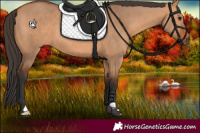 Horse Color:Bay Dun