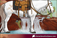 Horse Color:Red Dun Ice Splash Tobiano Appaloosa 