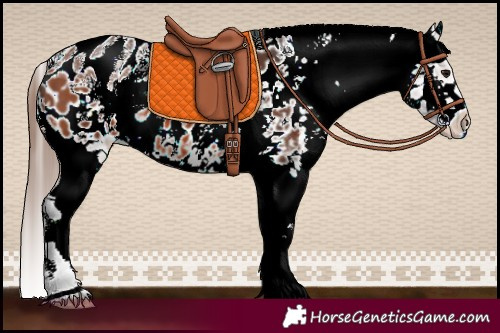 Horse Color:Bay Sabino Splash Blanket 