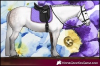 Horse Color:Gray Bay 