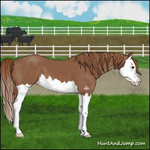 Horse Color:Chestnut Splash 