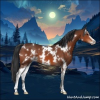 Horse Color:White Spotted Bay Sabino