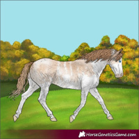 Horse Color:Bay Pearl Sabino Splash