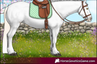 Horse Color:Palomino Roan Dun Appaloosa