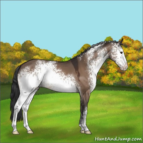 Horse Color:White Spotted Bay Dun Sabino 