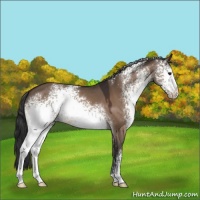 Horse Color:White Spotted Bay Dun Sabino 