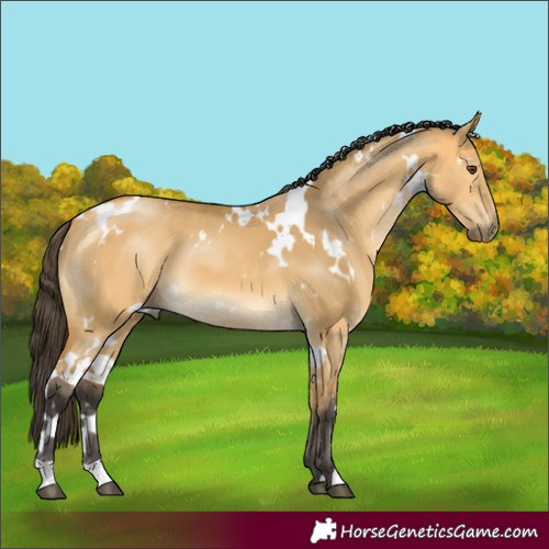 Horse Color:White Spotted Buckskin Dun 