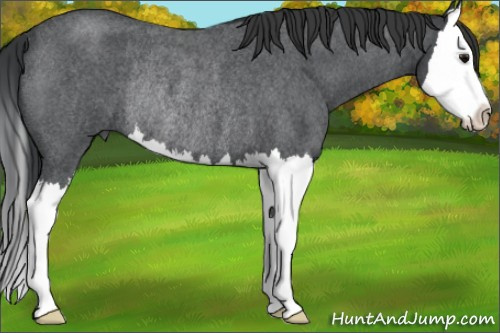 Horse Color:Blue Roan Splash Rabicano 