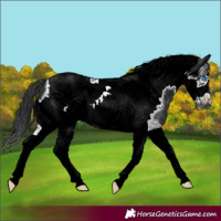 Horse Color:Black Tobiano Frame 