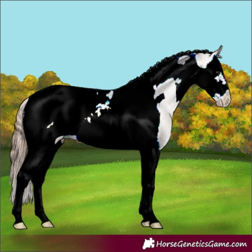 Horse Color:Classic Champagne Splash Tobiano Frame Varnish 