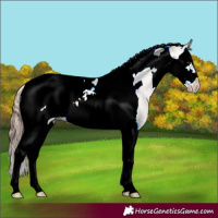 Horse Color:Classic Champagne Splash Tobiano Frame Varnish 