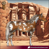 Horse Color:White Spotted Chocolate Palomino Rabicano 