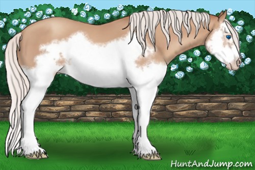 Horse Color:Silver Classic Champagne Splash Frame 