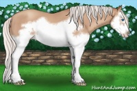 Horse Color:Silver Classic Champagne Splash Frame 