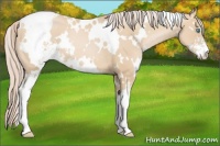 Horse Color:White Spotted Palomino Pearl Sabino 
