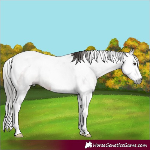 Horse Color:Gray Bay Splash Tobiano 