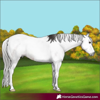 Horse Color:Gray Bay Splash Tobiano