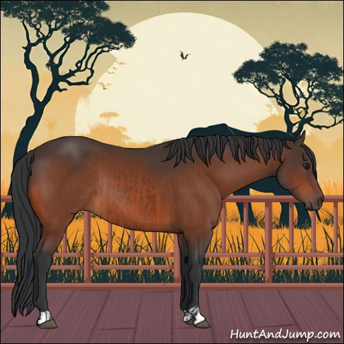 Horse Color:Brown Rabicano and Brown Rabicano