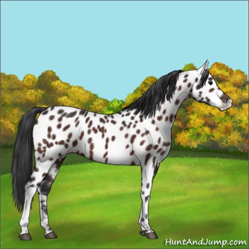 Horse Color:Bay Appaloosa 