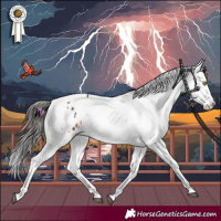 Horse Color:Brown Mushroom Splash Tobiano Appaloosa 