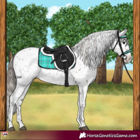 Horse Color:Grullo Near Leopard 