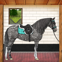 Horse Color:Black Appaloosa