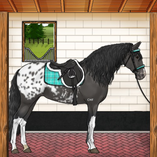 Horse Color:Black Blanket 