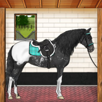 Horse Color:Black Appaloosa 